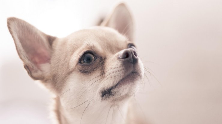 宠物 狗 汪星人 吉娃娃犬