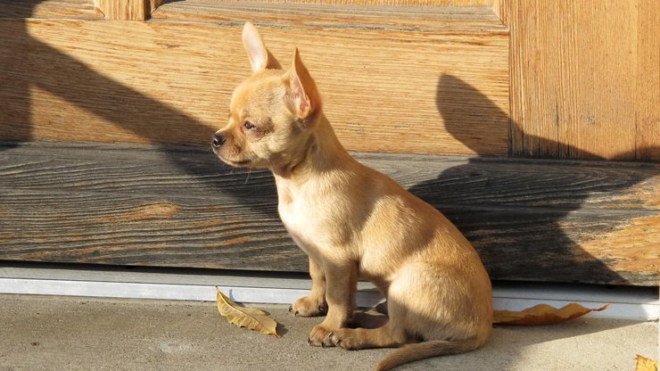 宠物 狗 汪星人 吉娃娃犬