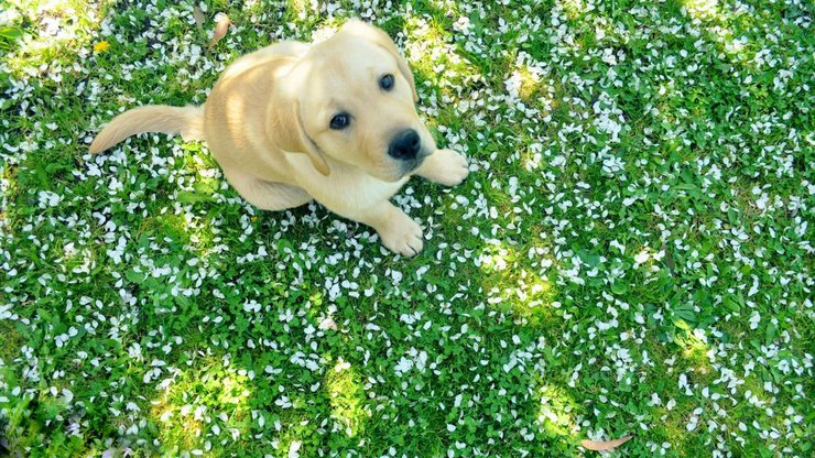 宠物 狗 汪星人 拉不拉多犬