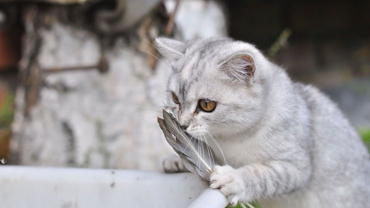 宠物 猫 喵星人