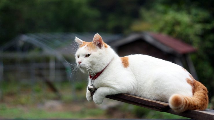 宠物 猫 喵星人