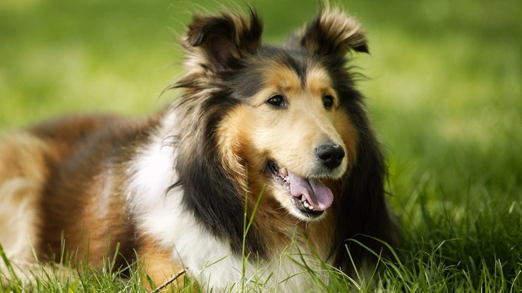 宠物 狗 汪星人 苏格兰牧羊犬 苏牧