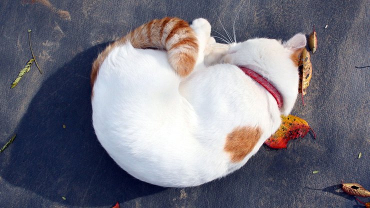 宠物 猫 喵星人