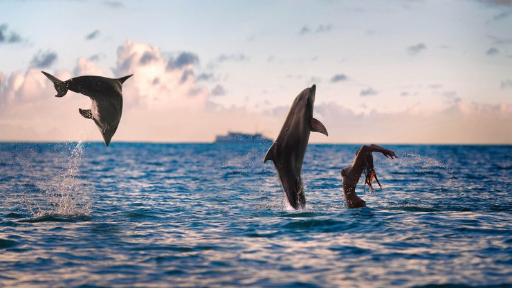 野生动物 海洋 海豚