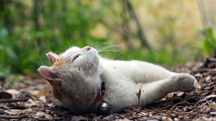 宠物 猫 喵星人