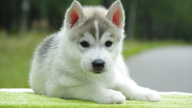 宠物 狗 汪星人 哈士奇犬