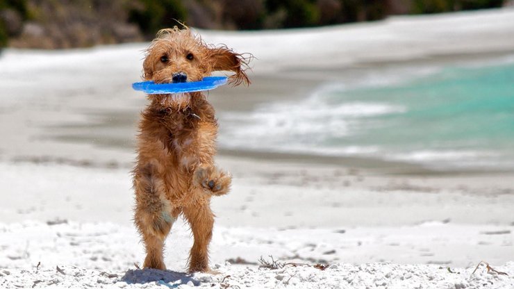 宠物 狗 汪星人 泰迪犬