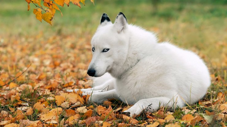 宠物 狗 汪星人 哈士奇犬