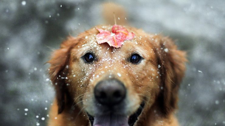 宠物 狗 汪星人 金毛犬