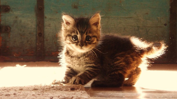 宠物 猫 喵星人