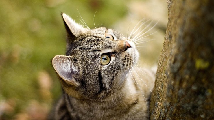 宠物 猫 喵星人