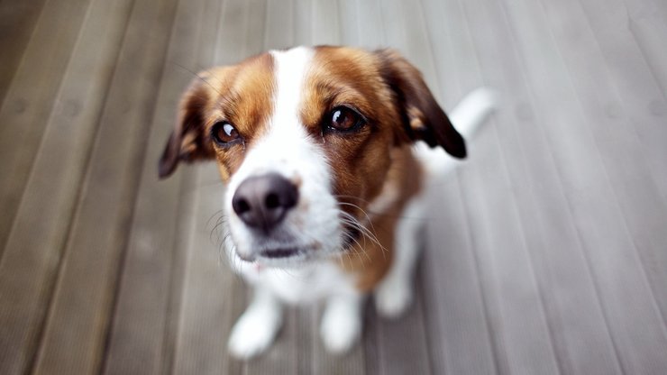 宠物 狗 汪星人 查理士王小猎犬