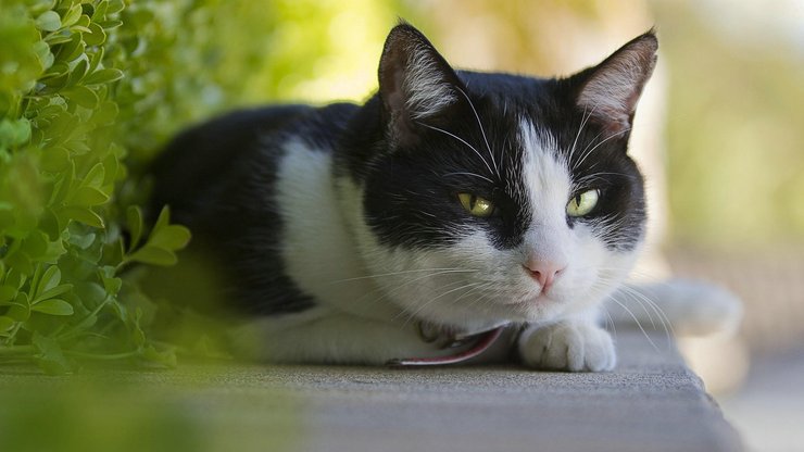 宠物 猫 喵星人