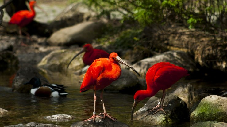 野生动物 鸟 美洲红鹮