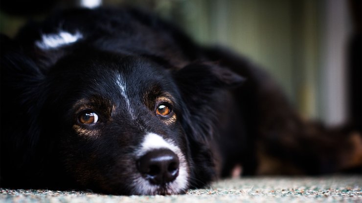 宠物 狗 汪星人 边境牧羊犬 边牧