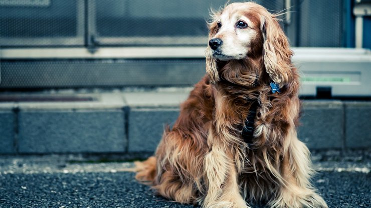 宠物 狗 汪星人 可卡犬