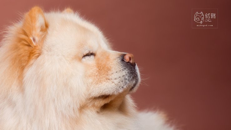 宠物 狗 汪星人 松狮犬