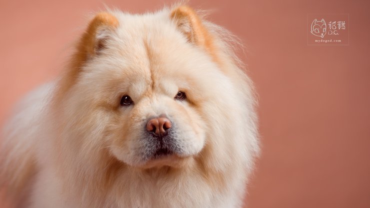 宠物 狗 汪星人 松狮犬