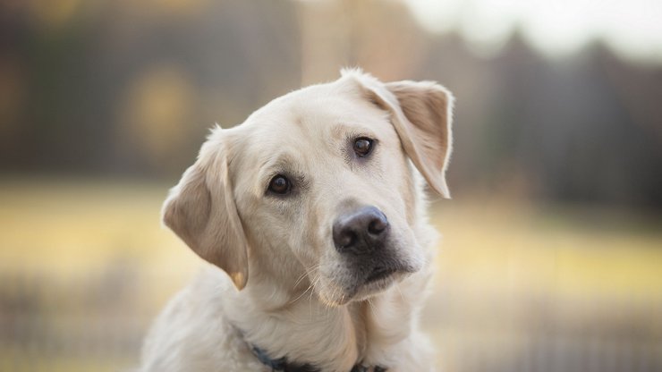 宠物 狗 汪星人 拉布拉多犬