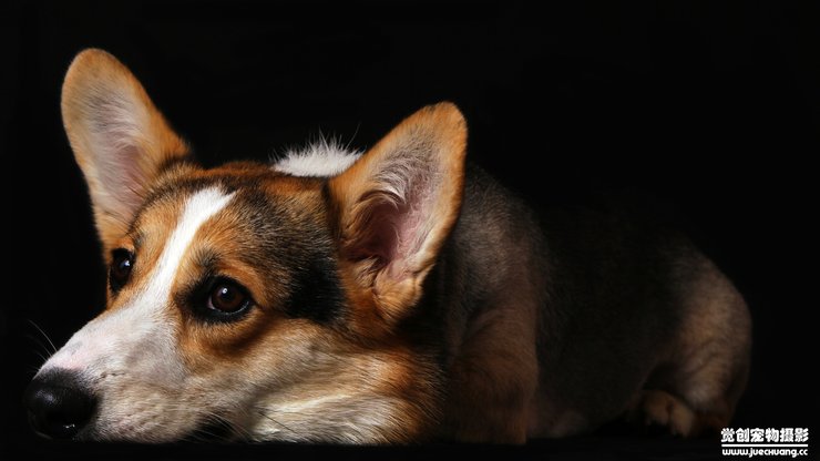 宠物 狗 汪星人 柯基犬