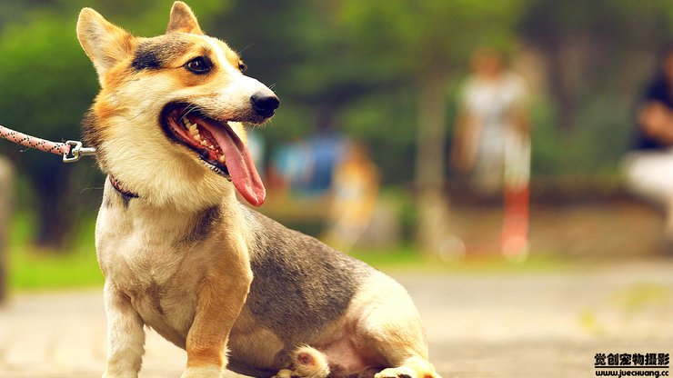 宠物 狗 汪星人 柯基犬