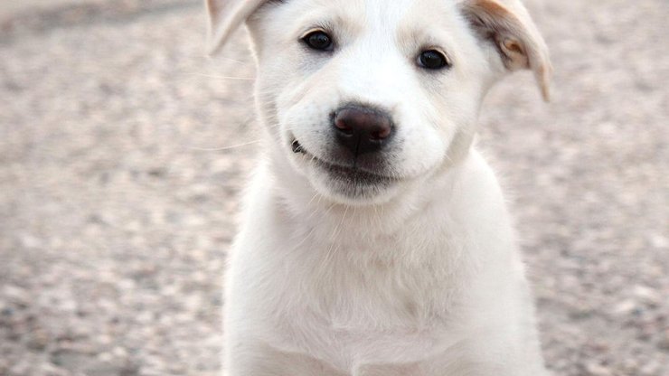 宠物 狗 汪星人 拉布拉多犬