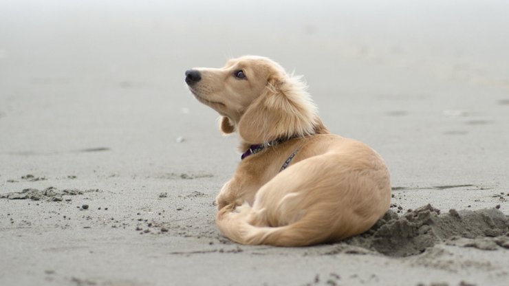 宠物 狗 汪星人 金毛犬