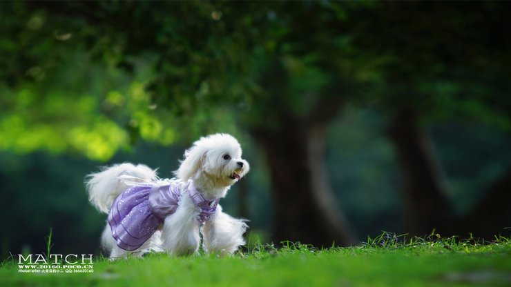 宠物 狗 汪星人 贵宾犬