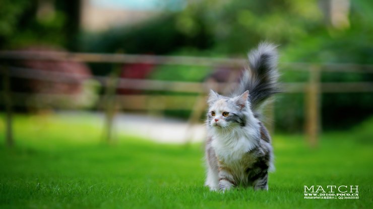 宠物 猫 喵星人