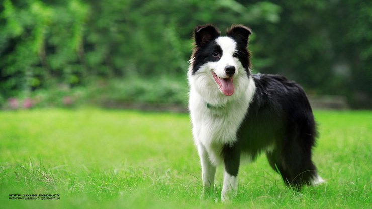 宠物 狗 汪星人 边境牧羊犬 边牧