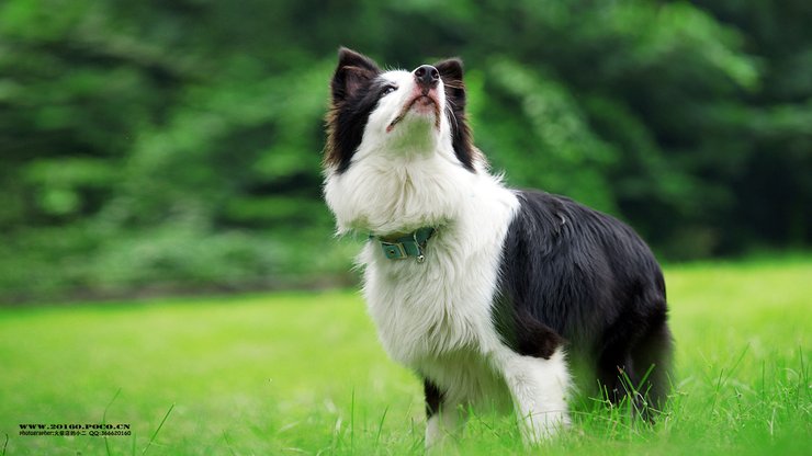 宠物 狗 汪星人 边境牧羊犬 边牧