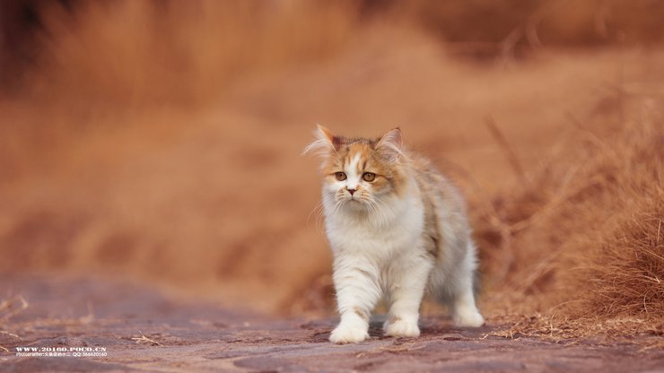 宠物 猫 喵星人