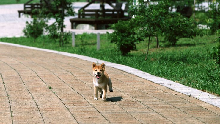 宠物 狗 汪星人 柴犬