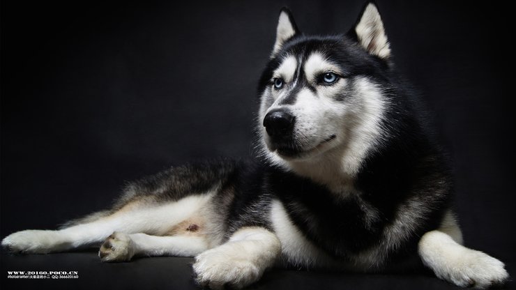 宠物 狗 汪星人 哈士奇犬