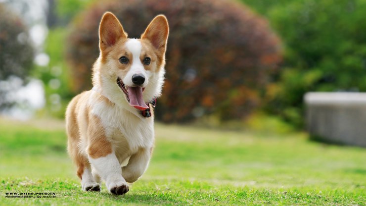 宠物 狗 汪星人 柯基犬