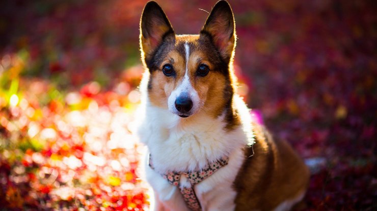 宠物 狗 汪星人 柯基犬