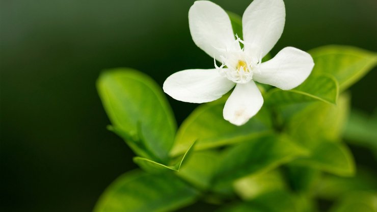 小清新 清新淡雅