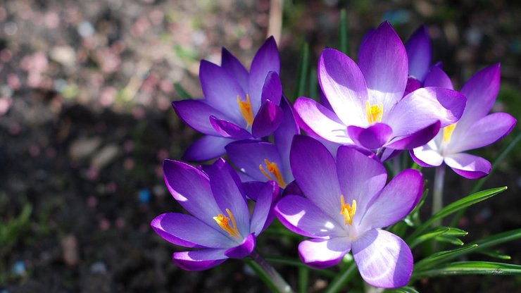 花卉 番红花 藏红花 西红花 娇艳欲滴