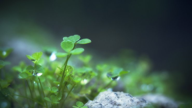 花卉 三叶草 车轴草 护眼壁纸