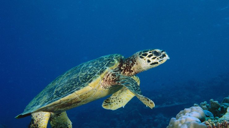 萌宠 海龟 海底世界