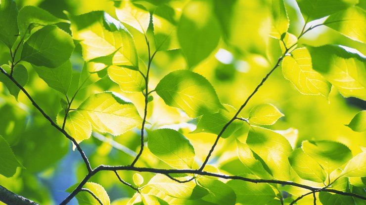 小清新 舒缓压力 绿色 植物