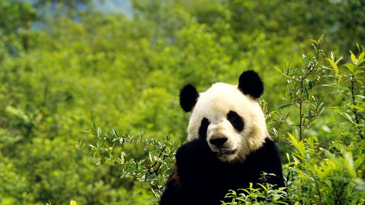 野生动物 大熊猫