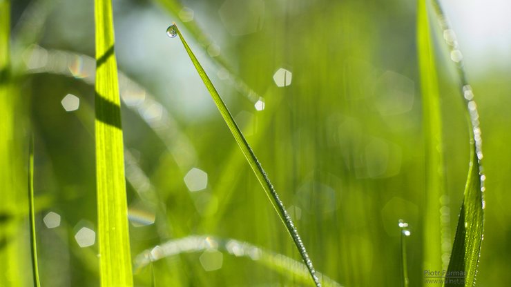 小清新 植物 清爽 儿童桌面专用 护眼壁纸