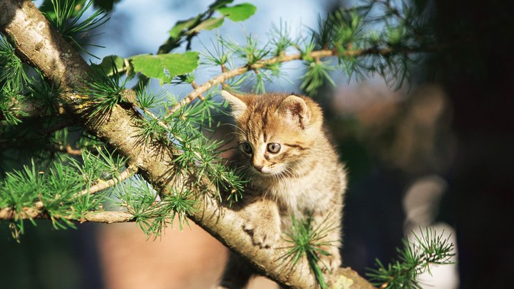 萌宠 动物 可爱 萌物 宠物 喵星人 猫 可怜巴巴 卖萌图 儿童桌面专用