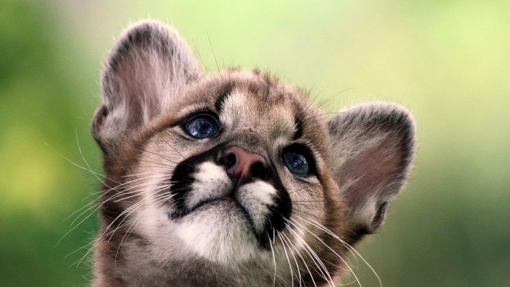 萌宠 动物 可爱 萌物 宠物 喵星人 猫 可怜巴巴 卖萌图 儿童桌面专用