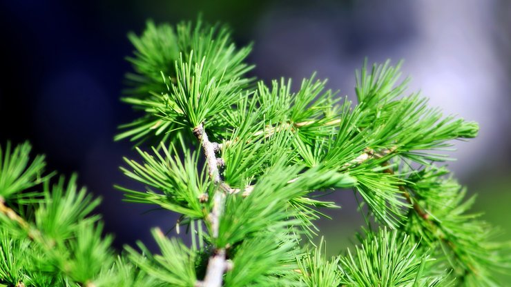 小清新 舒缓压力 绿色 植物