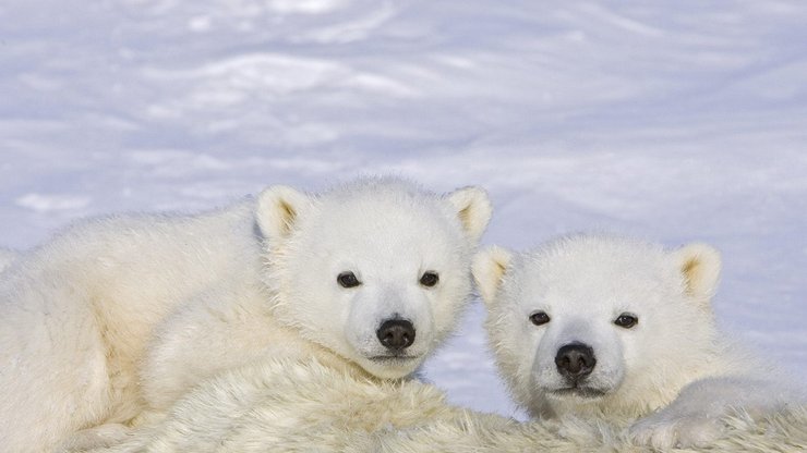 北极熊 极地物种
