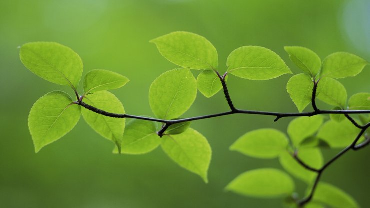 小清新 护眼壁纸 绿色 叶 植物