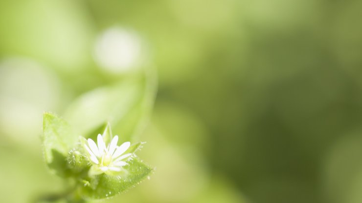 小清新 植物 花卉 护眼壁纸