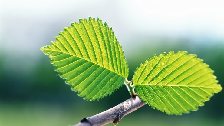 成双成对 植物 甜蜜 宽屏